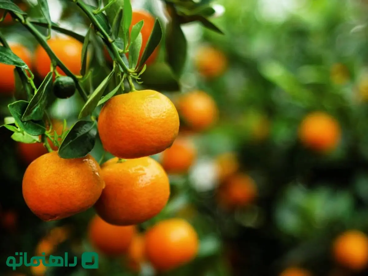 خواص نارنگی و معایب آن؛ چه کسانی نبایند نارنگی بخورند