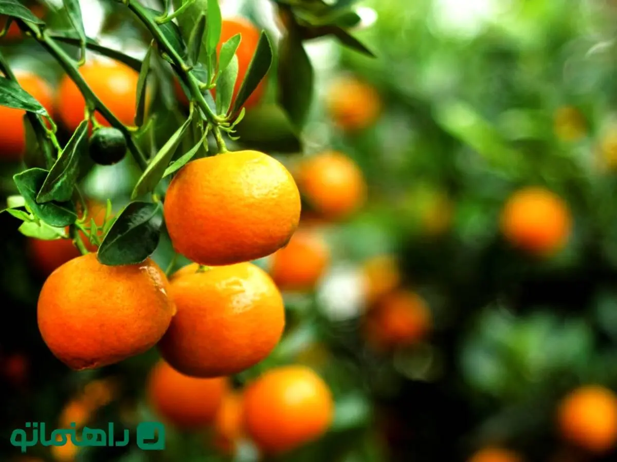 خواص نارنگی و معایب آن؛ چه کسانی نبایند نارنگی بخورند