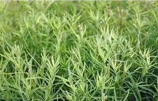 خواص ترخون؛ از زیبایی پوست و مو تا حفظ سلامت کبد 
