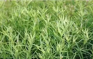 خواص ترخون؛ از زیبایی پوست و مو تا حفظ سلامت کبد 