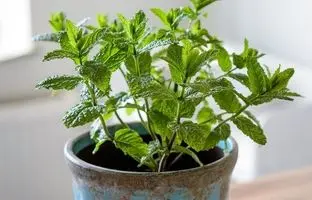  8 گیاه زیبا که به سرعت در «گلدان» رشد می‌کنند 