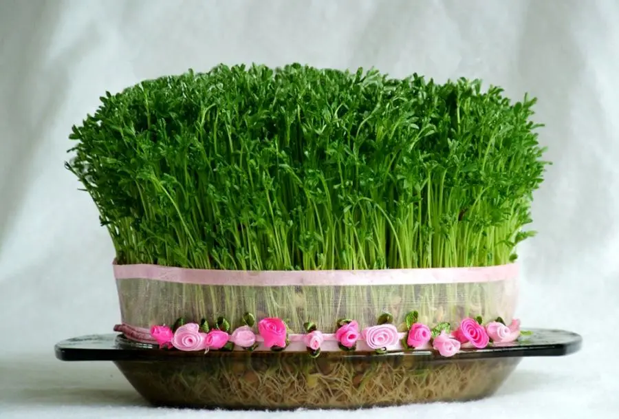 راهنمای سفره هفت سین ۱۴۰۴: راهنمای کامل کاشت سبزه ماش