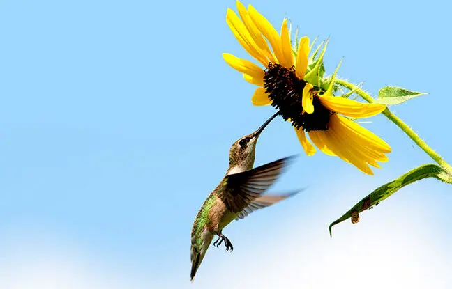 افشای راز خوابیدن پرندگان به پشت در مزارع آفتاب‌گردان+ ویدئو