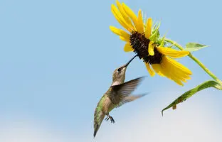 افشای راز خوابیدن پرندگان به پشت در مزارع آفتاب‌گردان+ ویدئو