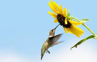 افشای راز خوابیدن پرندگان به پشت در مزارع آفتاب‌گردان+ ویدئو