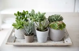 زیباترین ساکولنت‌های آپارتمانی؛ طراوتی سبز در دل خانه!