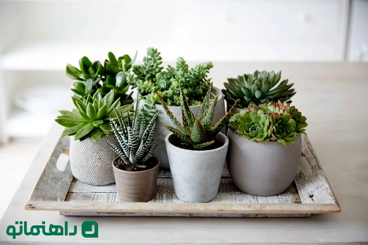 زیباترین ساکولنت‌های آپارتمانی؛ طراوتی سبز در دل خانه!