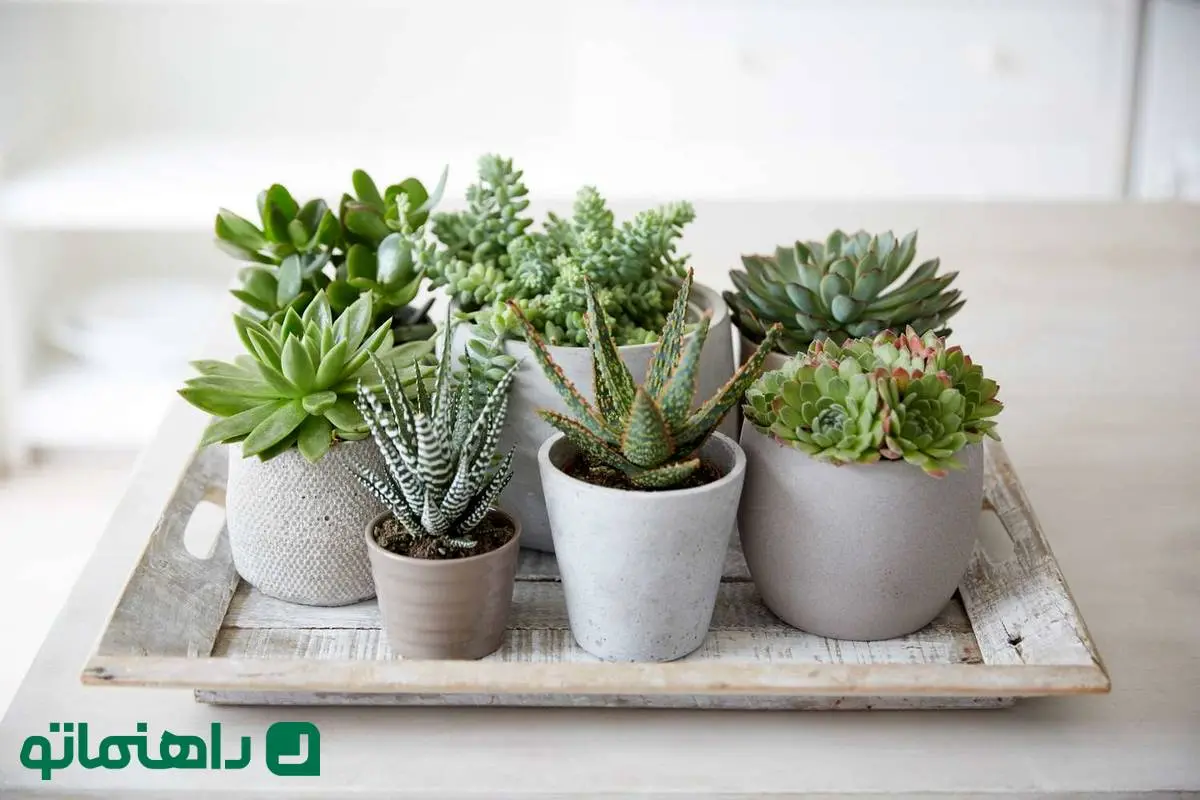 زیباترین ساکولنت‌های آپارتمانی؛ طراوتی سبز در دل خانه!