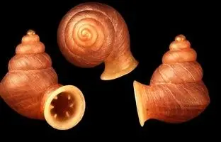 این حلزون شبیه به نقاشی‌های پیکاسو است