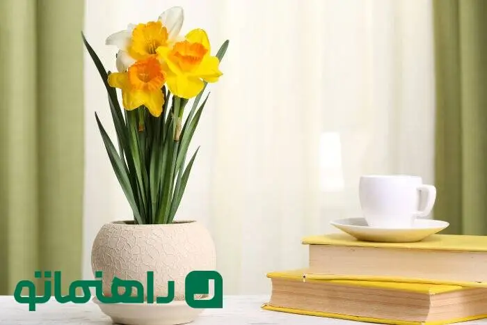 گل‌های بهاری 1404: نرگس، شادابی را به اتاق کارت می‌آورد