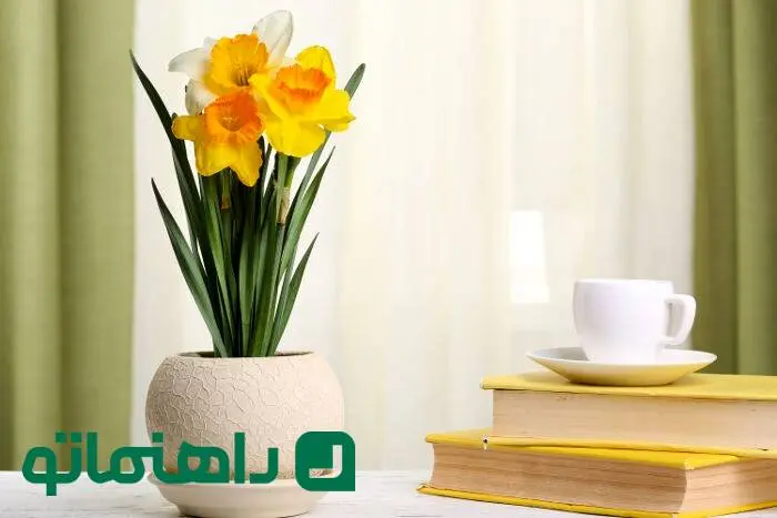 گل‌های بهاری 1404: نرگس، شادابی را به اتاق کارت می‌آورد