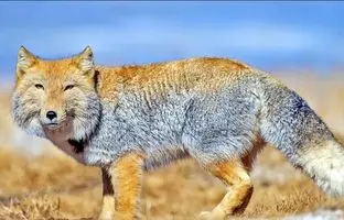 ۵ تا از عجیب‌ترین حیوانات دنیا که احتمالا تاکنون ندیده‌اید!