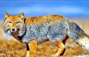 ۵ تا از عجیب‌ترین حیوانات دنیا که احتمالا تاکنون ندیده‌اید!