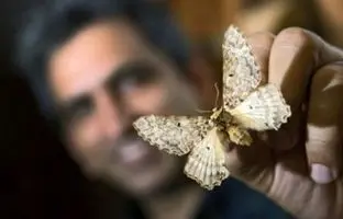 دانشمندان گونه جدید پروانه‌ای عجیب را کشف کردند 