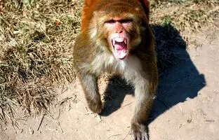 حمله جسورانه میمون‌ها به یک افسر پلیس + ویدئو