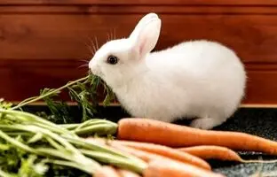 گول خوردن عجیب یک خرگوش با هویج و فراموش کردن فرزندانش! + ویدئو