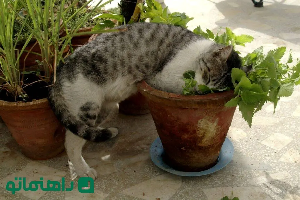 گیاهی که نمی‌دانستید چشم زخم را از خانه شما دور می‌کند