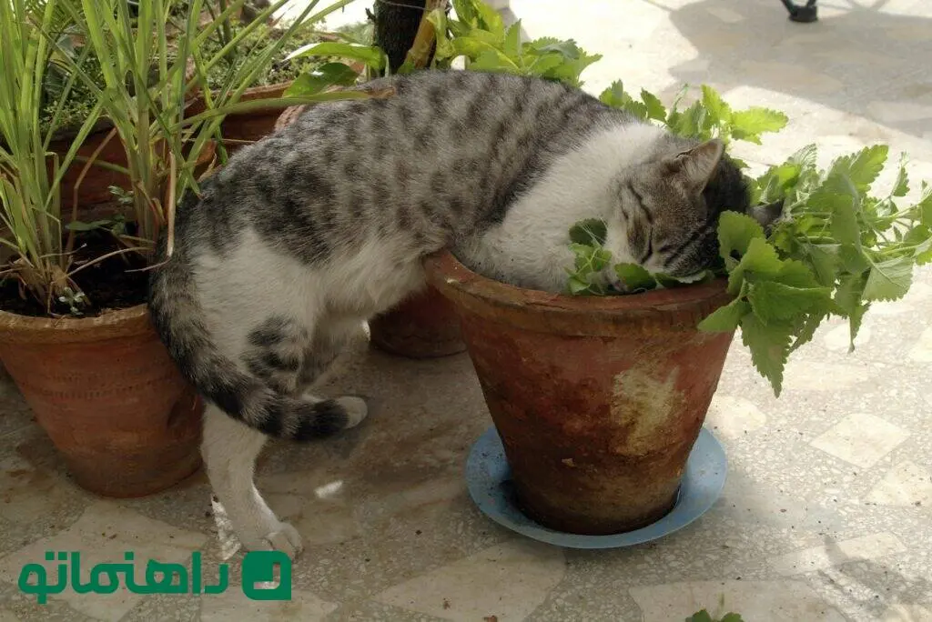 گیاهی که نمی‌دانستید چشم زخم را از خانه شما دور می‌کند