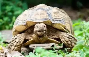 بازماندگان تاریخ جهان/ حیواناتی که از دنیای باستان زنده مانده‌اند