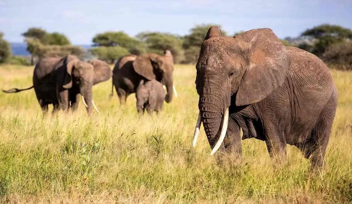 چرا بچه فیل مدفوع مادرش را می‌خورد؟