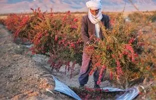 اینجا پایتخت زرشک جهان است + ویدئو