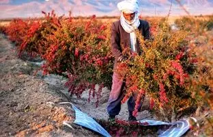 اینجا پایتخت زرشک جهان است + ویدئو