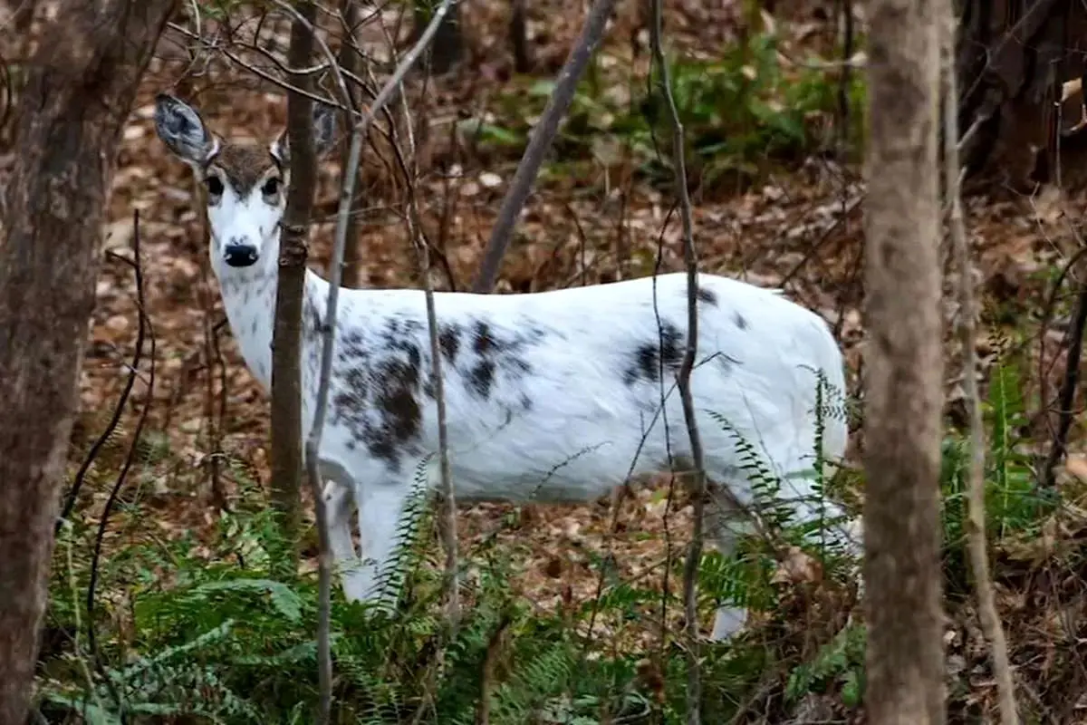  مشاهده نادر گوزن پیبالد در ایالت مین آمریکا + ویدئو