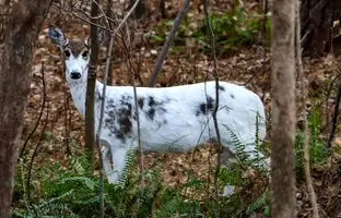  مشاهده نادر گوزن پیبالد در ایالت مین آمریکا + ویدئو