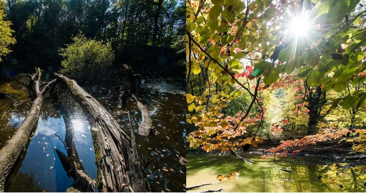  مردابی در دل جنگل‌های هیرکانی + تصاویر