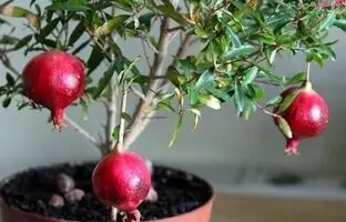 آموزش کاشت درخت انار در گلدان /فوت و فن نگهداری درخت انار در گلدان 