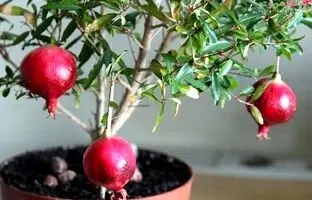 آموزش کاشت درخت انار در گلدان /فوت و فن نگهداری درخت انار در گلدان 
