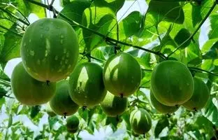 میوه مانک؛ میوه‌ای شگفت‌انگیز شبیه گردو که ۳۰۰ برابر از قند شیرین‌تر است!