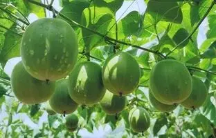 میوه مانک؛ میوه‌ای شگفت‌انگیز شبیه گردو که ۳۰۰ برابر از قند شیرین‌تر است!