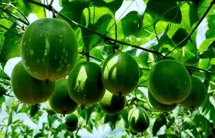 میوه مانک؛ میوه‌ای شگفت‌انگیز شبیه گردو که ۳۰۰ برابر از قند شیرین‌تر است!