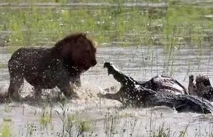 قدرت یک شیر در رویارویی با تمساح در حال خوردن یک گاومیش+ ویدئو