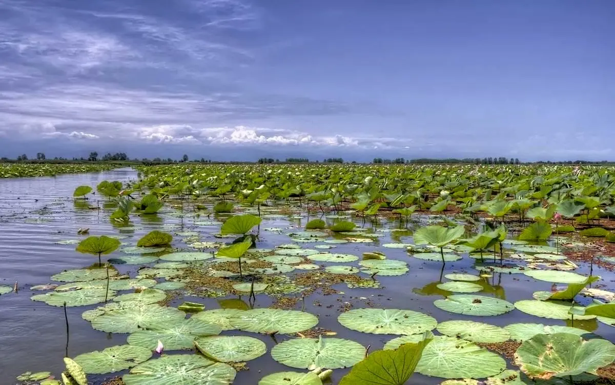 
عمق تالاب انزلی از «۱۰ متر» به «۲۰ سانتی‌متر» رسیده است
