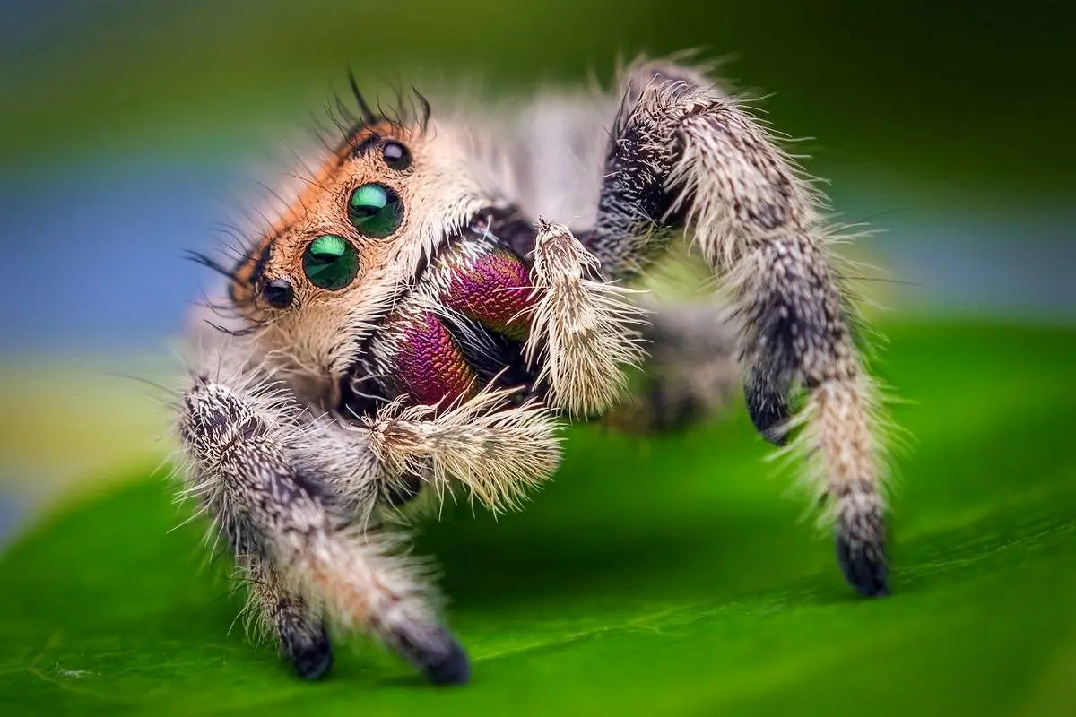 تلاش مگس برای زندگی در برابر عنکبوت کوچک + ویدئو