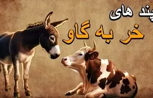 حکایت نصحیت خرکی/ نونت نبود، آبت نبود، نصیحت کردنت چی بود؟