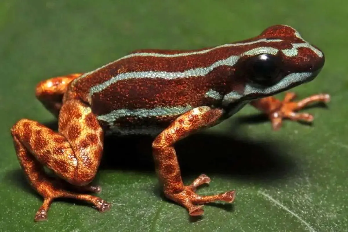  رازهای ناشناخته کوه‌های پرو: کشف ۳ گونه جدید از قورباغه‌ها 