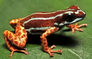  رازهای ناشناخته کوه‌های پرو: کشف ۳ گونه جدید از قورباغه‌ها 
