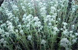 خواص کلپوره(مریم نخودی)؛ از درمان کبد چرب تا مشکلات معده