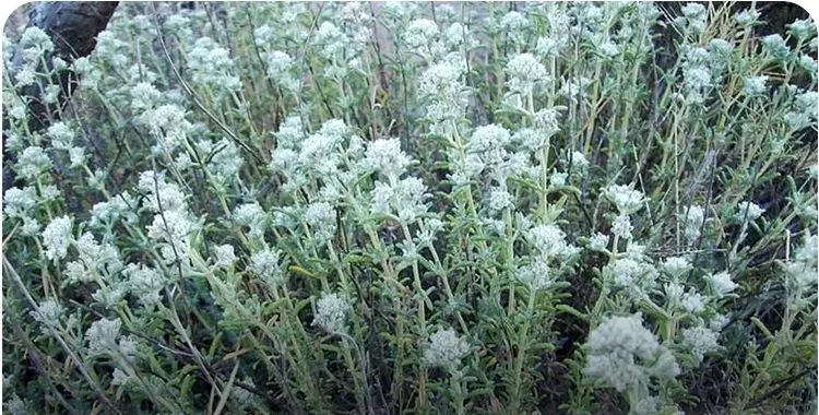 خواص کلپوره(مریم نخودی)؛ از درمان کبد چرب تا مشکلات معده