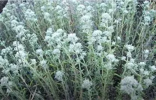 خواص کلپوره(مریم نخودی)؛ از درمان کبد چرب تا مشکلات معده