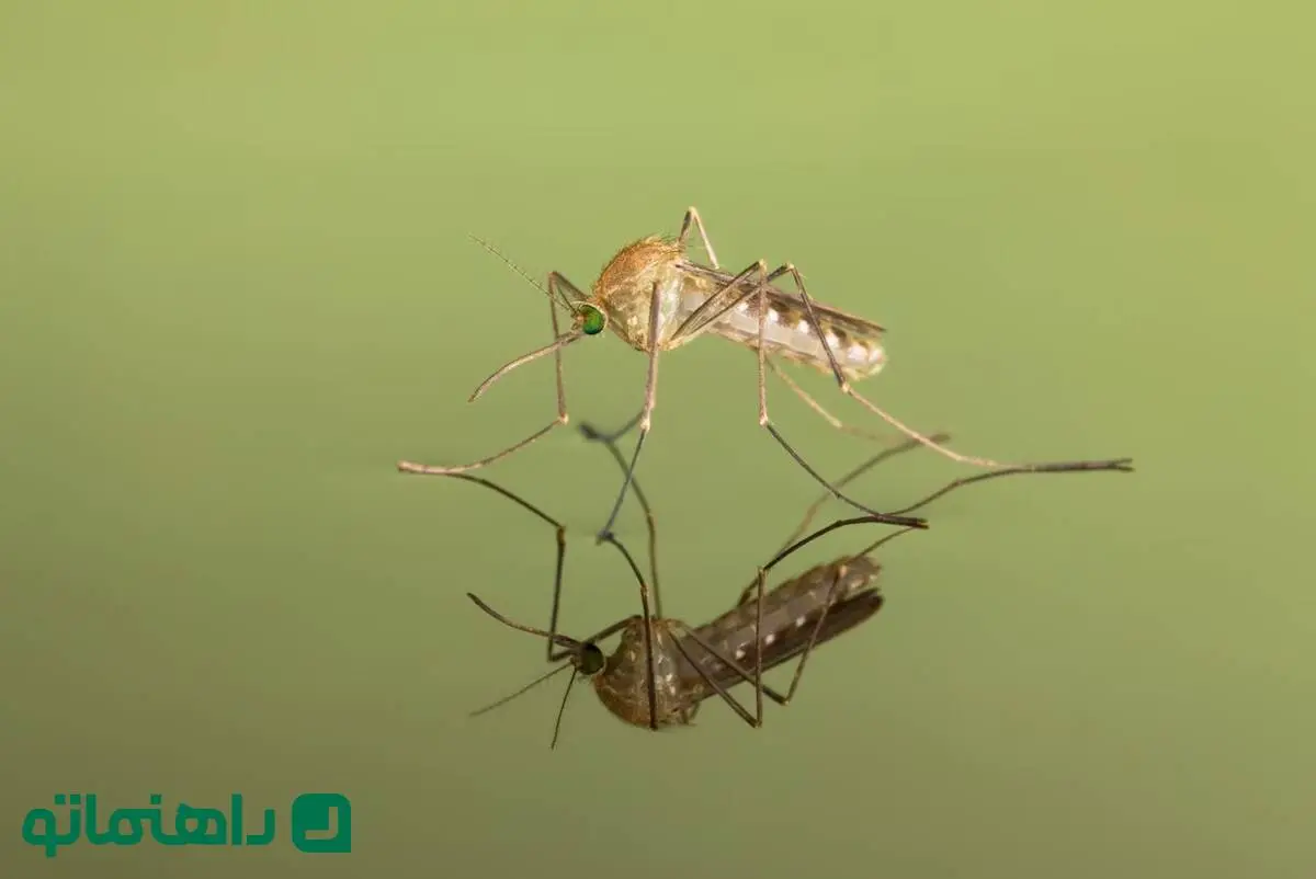 جهان بدون پشه چه شکلی می‌شود؟
