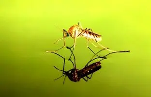 جهان بدون پشه چه شکلی می‌شود؟