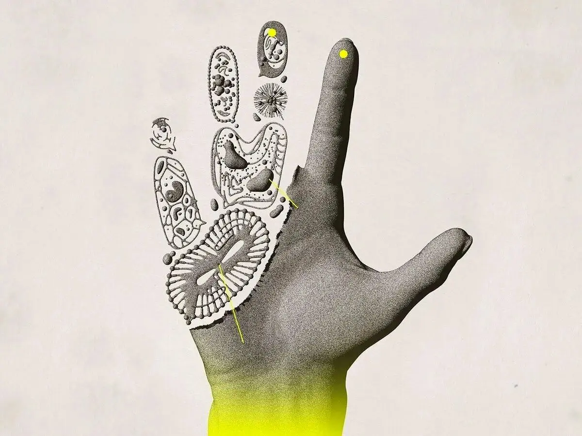 دست و پای قطع‌شدۀ «انسان» دوباره رشد می کند؟