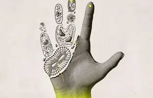 دست و پای قطع‌شدۀ «انسان» دوباره رشد می کند؟