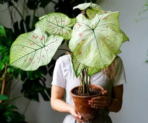 10 گیاه آپارتمانی که سمی هستند + نکات مراقبت