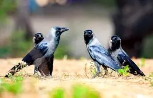 خوراندن سم به کلاغ‌ها برای کاهش جمعیت آن‌ها + ویدئو