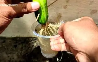 چگونه خیار را در خانه بکاریم و برداشت کنیم + فیلم آموزشی